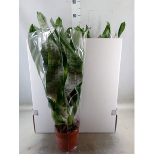 Aechmea fasciata 'Prontoo'