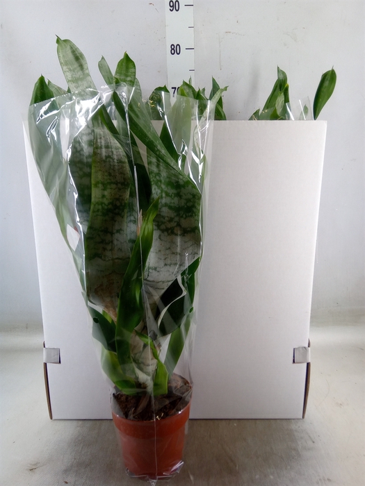 <h4>Aechmea fasciata 'Prontoo'</h4>
