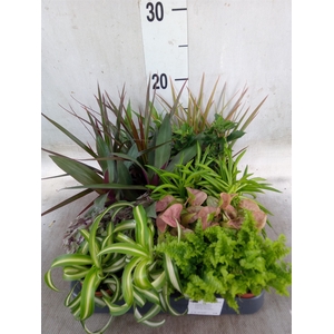 Planten  ..mix