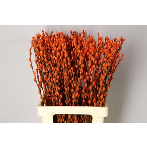 Salix Snowflake 70cm Orange