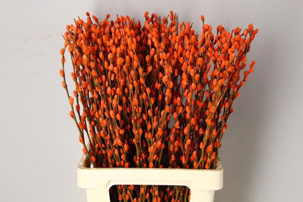 <h4>Salix Snowflake 70cm Orange</h4>