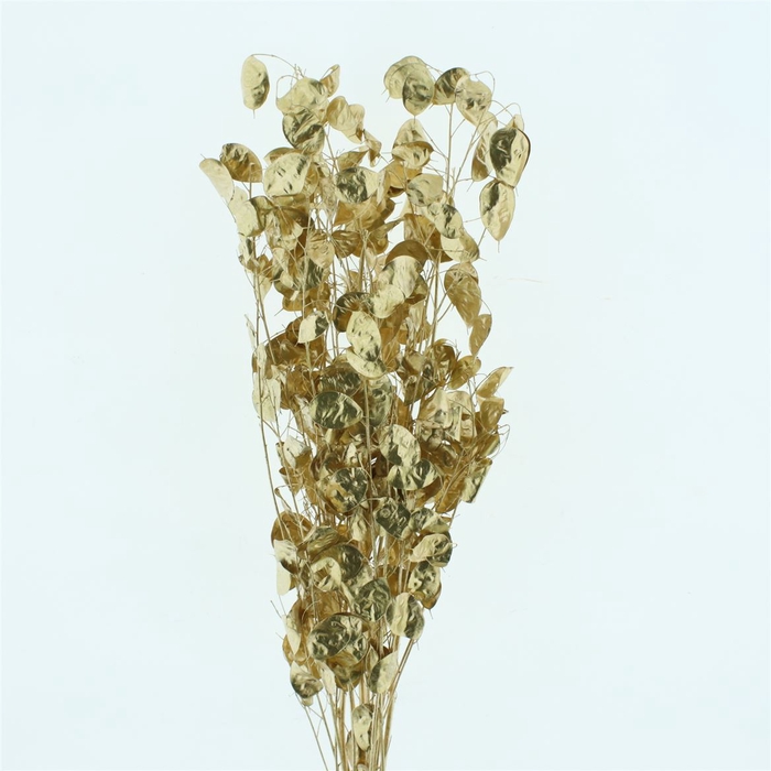 <h4>Pres Lunaria Antique Gold</h4>