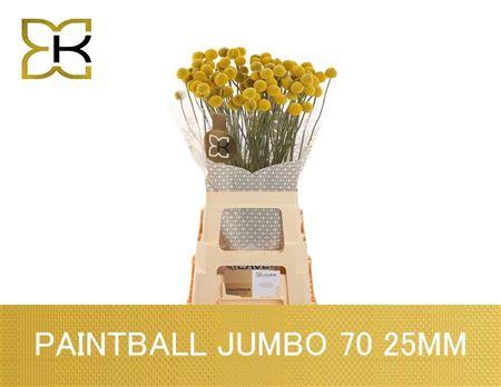 <h4>Cras Paintball Jumbo</h4>