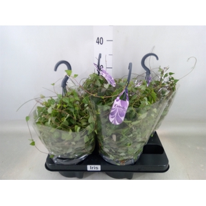 Ceropegia linearis 'Iris'