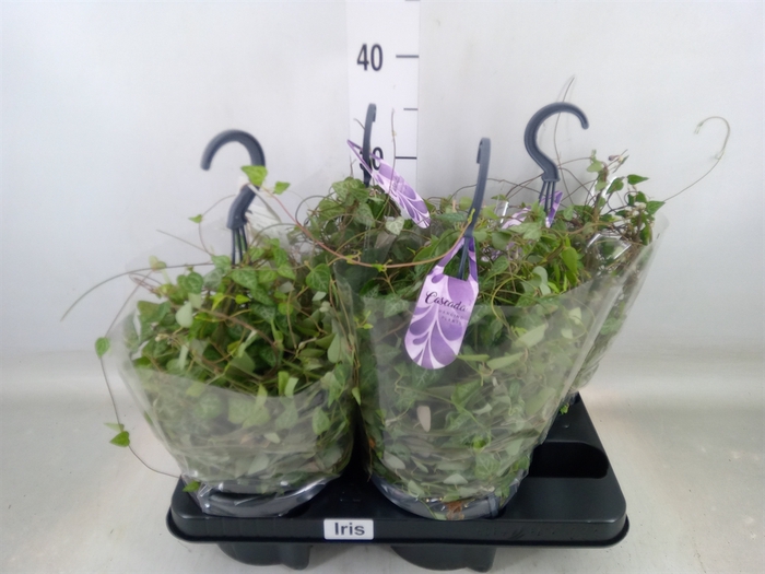 <h4>Ceropegia linearis 'Iris'</h4>