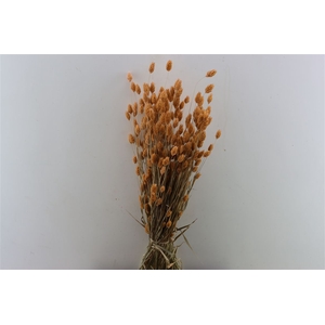 Dried Phalaris X5 Frosted Salmon Bunch