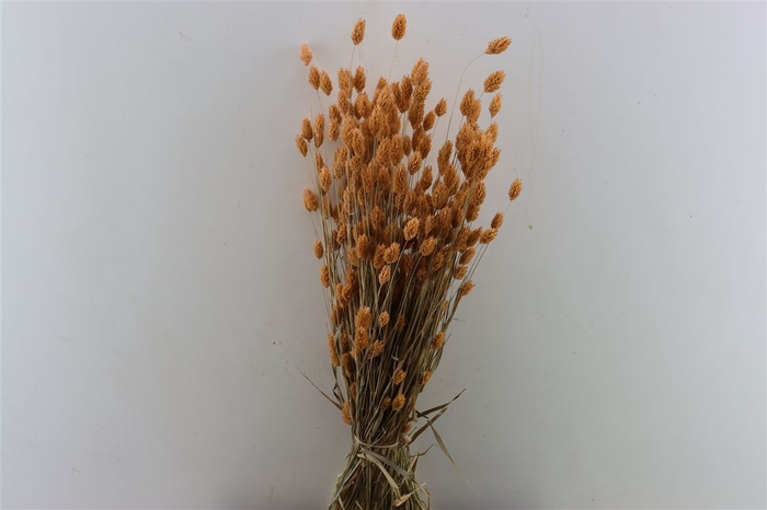 <h4>Dried Phalaris X5 Frosted Salmon Bunch</h4>