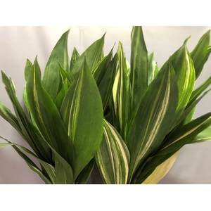 Aspidistra Variegated Per 10