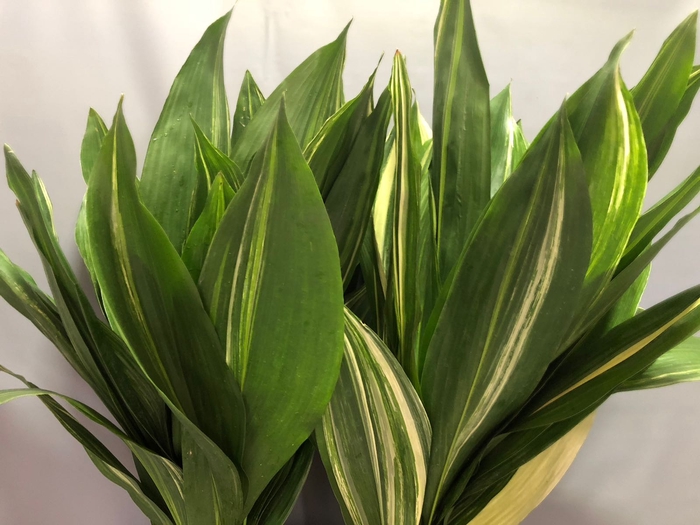 <h4>Aspidistra Variegated Per 10</h4>