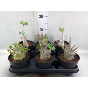 Adenium NB 'Ansu Baobab'