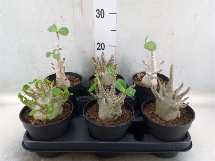 <h4>Adenium NB 'Ansu Baobab'</h4>