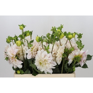 Dahlia Glossy Carlita