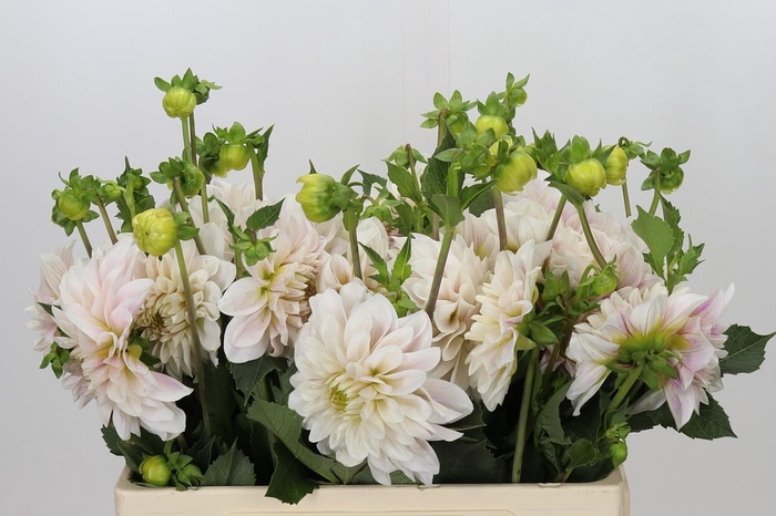 <h4>Dahlia Glossy Carlita</h4>