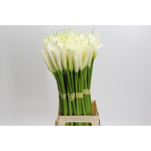 Zantedeschia Eydolls White