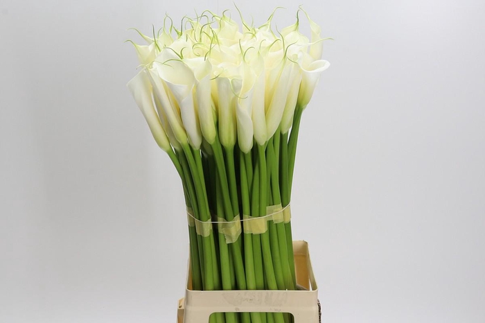 Zantedeschia Eydolls White