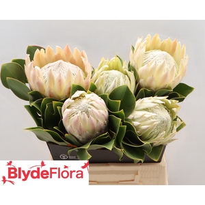 PROTEA CYNAROIDES