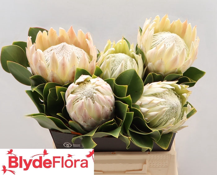 <h4>PROTEA CYNAROIDES</h4>