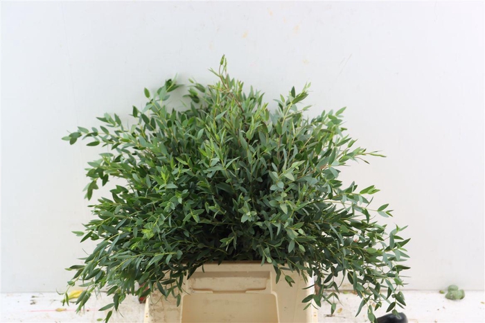 <h4>Euca Parvifolia Short 150gr S A P Bunch</h4>