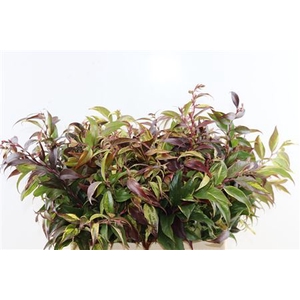 Leucothoe natur