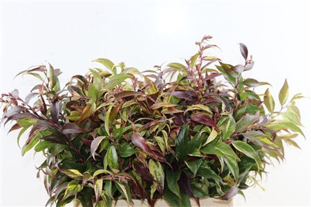 <h4>Leucothoe natur</h4>