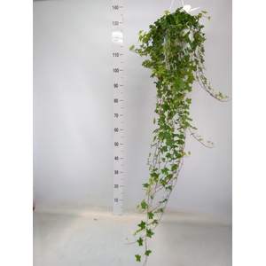 Hedera helix 'Pittsburgh'