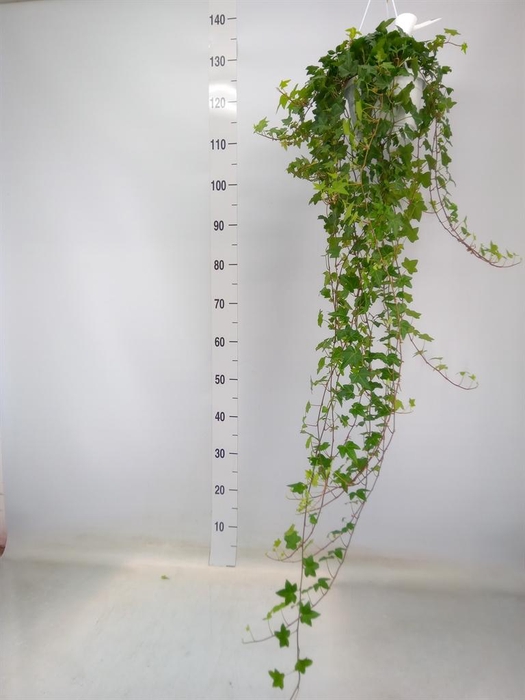 <h4>Hedera helix 'Pittsburgh'</h4>