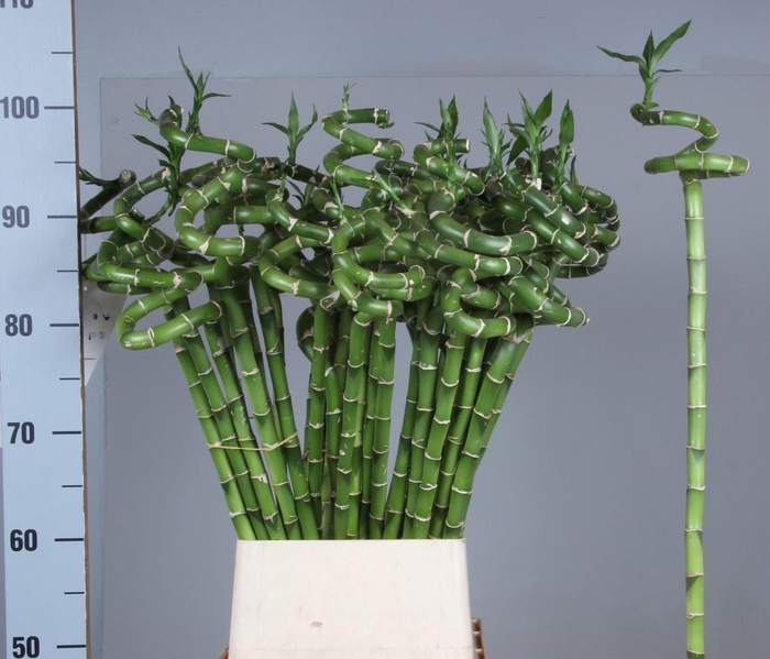 <h4>DRAC LUCKY BAMBOO</h4>