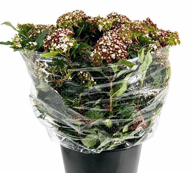 <h4>Viburnum Macrophyllum Blooming (Per Bunch)</h4>