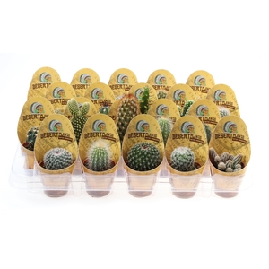 Potcover desert plants cactus mix