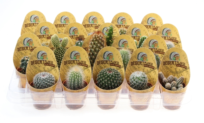 <h4>Potcover desert plants cactus mix</h4>