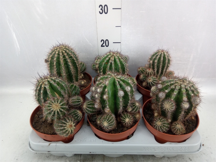 <h4>Cactus   ...</h4>