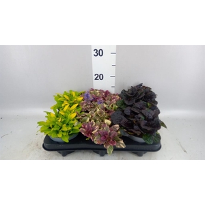 Ajuga  'Feath Friends'   ...mix