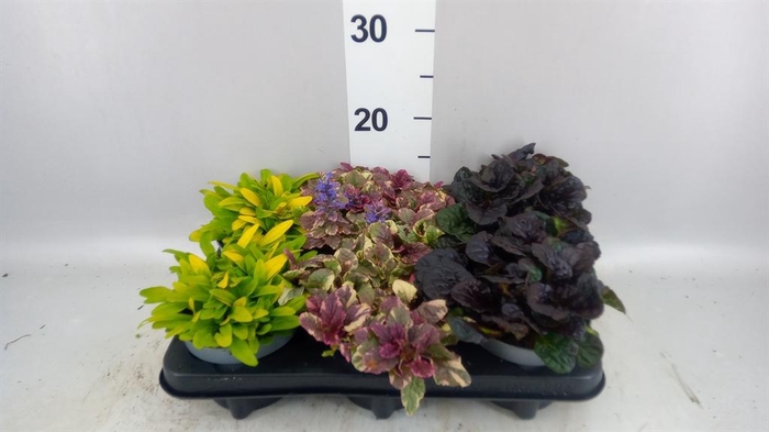 <h4>Ajuga  'Feath Friends'   ...mix</h4>