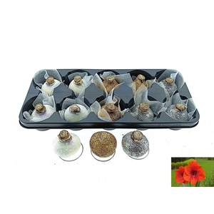 BLOEMBOL HIPPEASTRUM