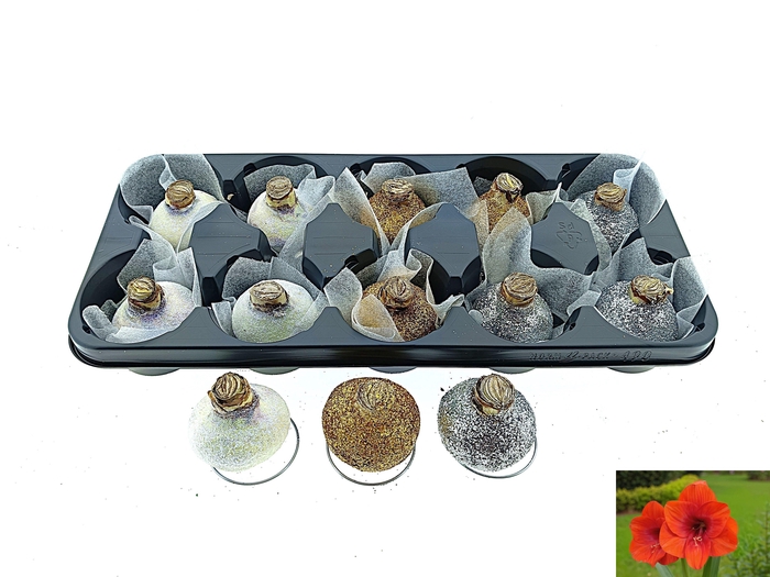 <h4>BLOEMBOL HIPPEASTRUM</h4>