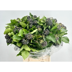 DEC Hedera Black Berries 250gr
