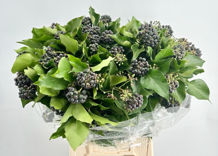 <h4>DEC Hedera Black Berries 250gr</h4>
