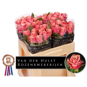 R Gr Adele Hulst