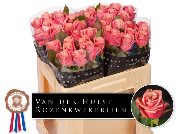 <h4>R Gr Adele Hulst</h4>