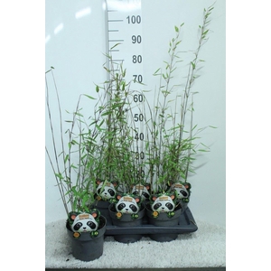 Fargesia nitida 'Black Pearl'