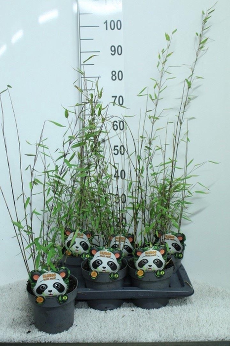 <h4>Fargesia nitida 'Black Pearl'</h4>