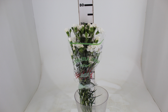 <h4>CRAVO SPRAY RAMAYA 070 CM</h4>