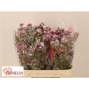 Chame Giselle