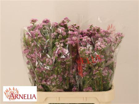 <h4>Chame Giselle</h4>
