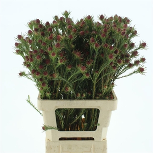 Leucad Jubilee Crown