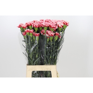 Dianthus St Cheerio