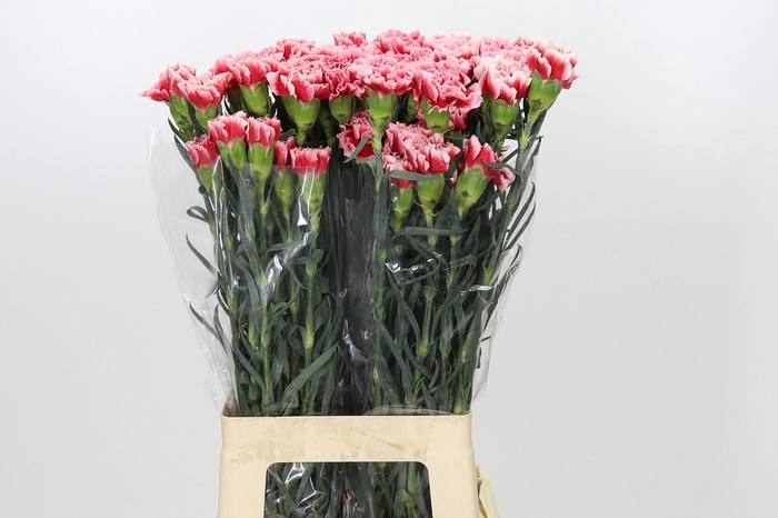 <h4>Dianthus St Cheerio</h4>