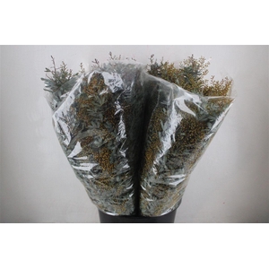 Mimosa Baleana P Bunch