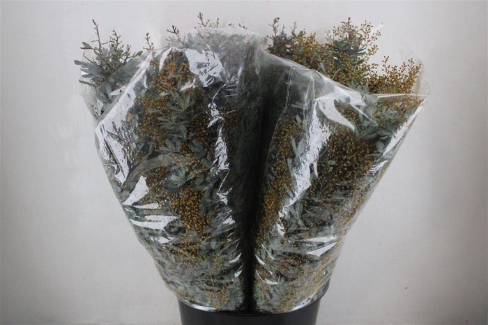 <h4>Mimosa Baleana P Bunch</h4>