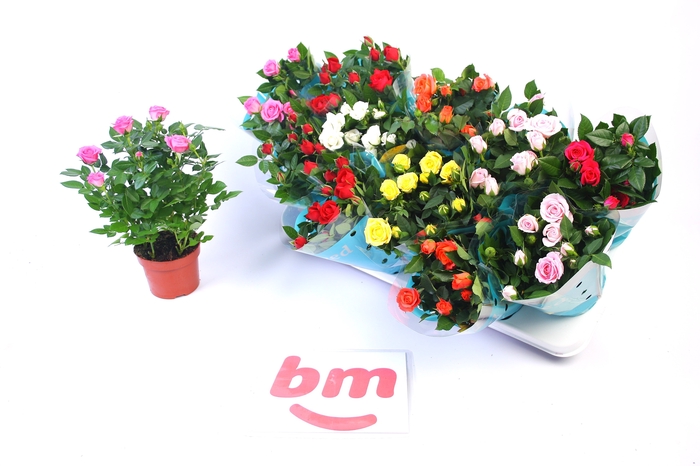 <h4>RO B MONDE GEM 7 SRT</h4>
